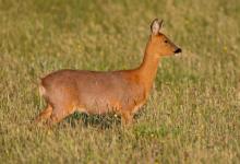 Roe Deer Doe DM1148