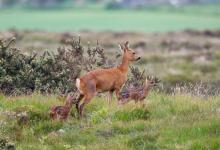 Roe Deer Doe With Fawns DM0328