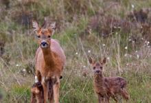 Roe Deer Doe With Fawns DM0537