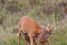 Roe Deer Doe With Fawns DM1109