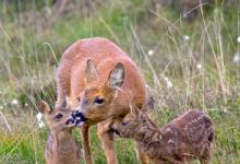 Roe Deer Doe With Fawns DM1111