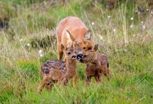 Roe Deer Doe With Fawns DM1116