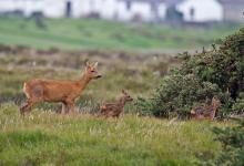 Roe Deer Doe With Fawns DM1119