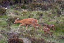 Roe Deer Doe With Fawns DM1120