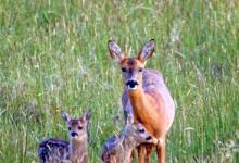 Roe Deer Doe With Fawns DM1121