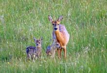 Roe Deer Doe With Fawns DM1124