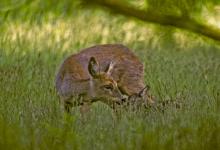 Roe Deer Doe and Fawn DM0688