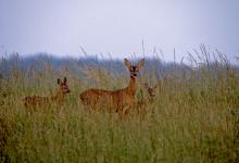 Roe Deer Doe and Young DM0696