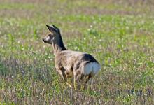 Roe Deer Doe in Winter DM0139