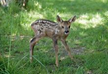 Roe Deer Fawn DM0140