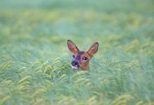 Roe Deer in a Barley Field DM1599