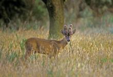 Roe Deer with Puruke Head DM0683