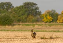 Roe Doe in a Stuble Field DM0698