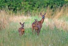 Roe Doe with Two Fawns  DM1600