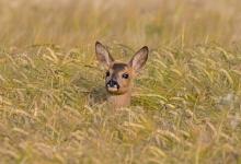 Roe Fawn in Barley  DM1601