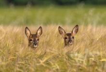 Roe Fawns in Barley DM1602