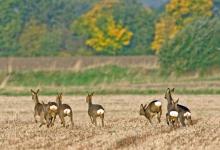 Seven Roe Deer