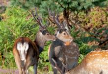 Sika Deer Bucks DM0141