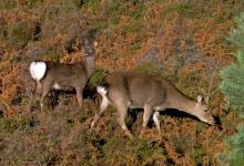 Sika Deer Hind and Calf DM0707