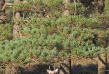 Sika Deer Pricket DM0709