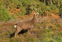 Sika Deer Stag DM0128