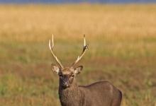 Sika Stag  DM0712