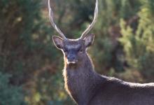 Sika Stag  DM07713