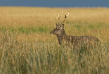 Sika Stag 3