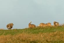    Brown Hares  DM2007