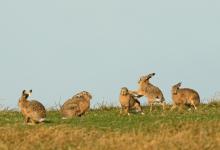    Brown Hares DM2005