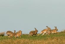    Brown Hares DM2006