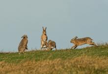    Brown Hares DM2008