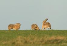    Brown Hares DM2009