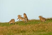    Brown Hares DM2010