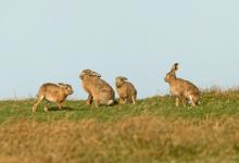    Brown Hares DM2011