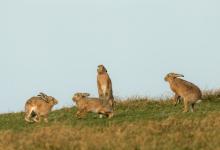    Brown Hares DM2012