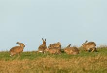    Brown Hares DM2013