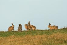    Brown Hares DM2014