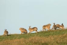    Brown Hares DM2018