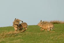    Brown Hares DM2023