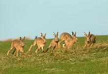    Brown Hares DM2024