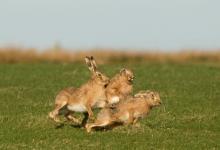    Brown Hares DM2025