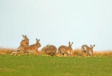    Brown Hares DM2027