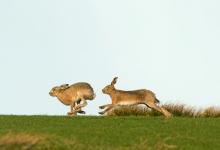    Brown Hares DM2029