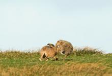    Brown Hares DM2032