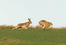    Brown Hares DM2034