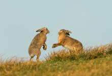    Brown Hares DM2035