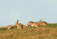    Brown Hares DM2037