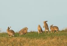    Brown Hares DM2038