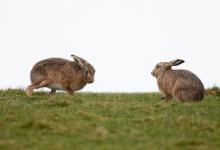   Brown Hares DM2040